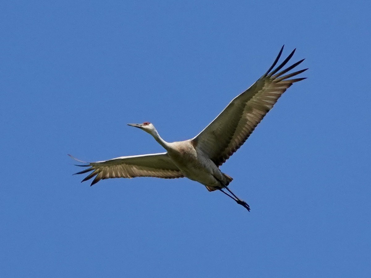 עגור קנדי - ML617981281