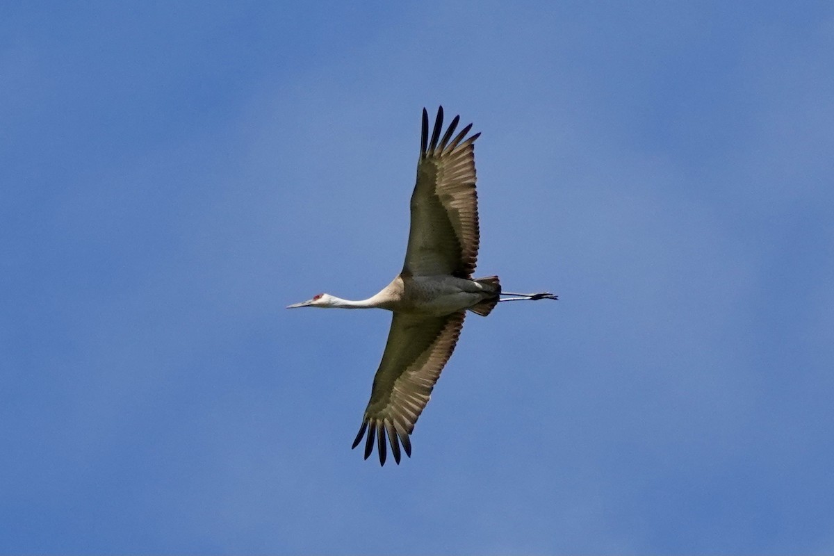 Sandhill Crane - ML617981283