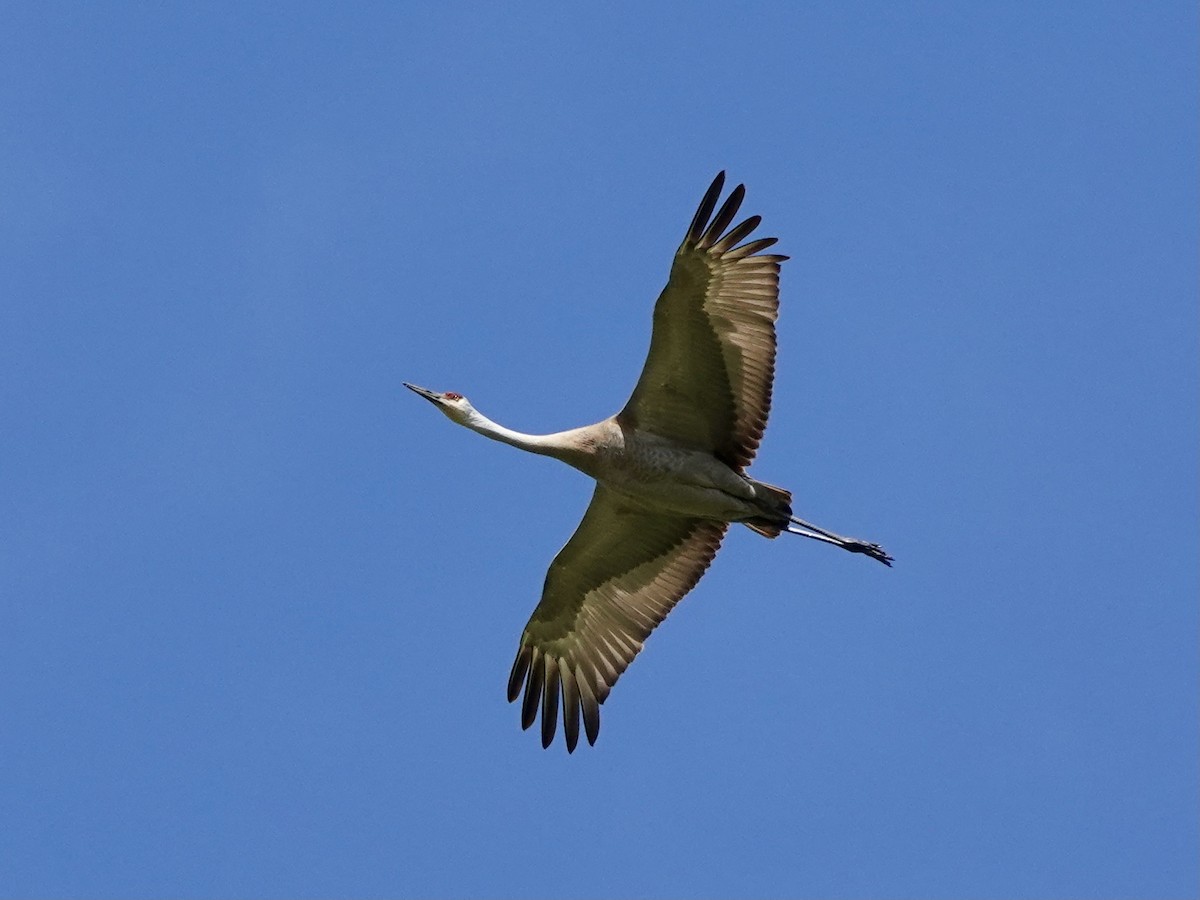 Sandhill Crane - ML617981284