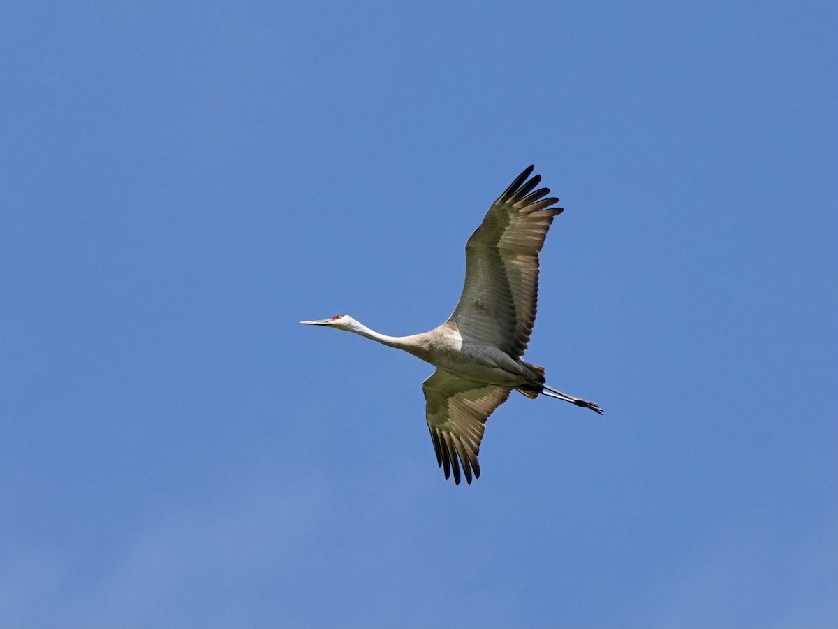 Sandhill Crane - ML617981285