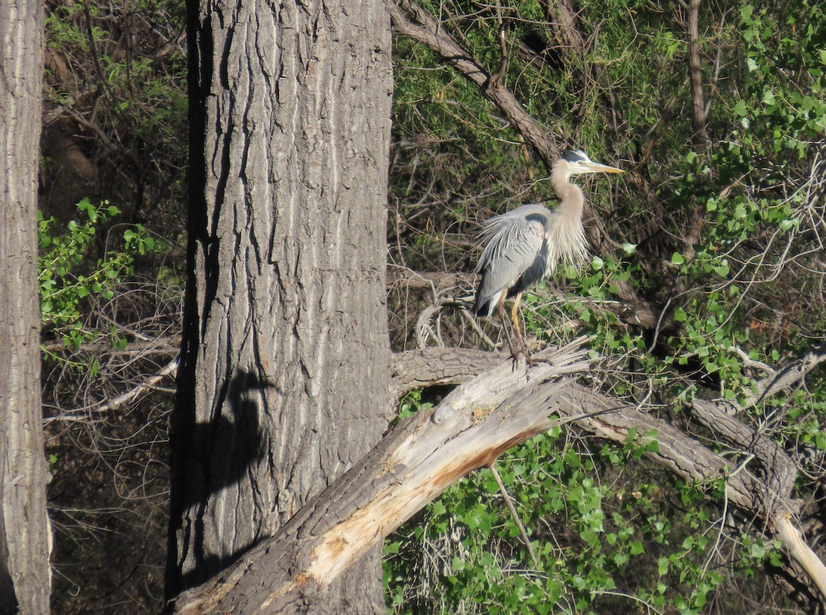 Great Blue Heron - ML617981325