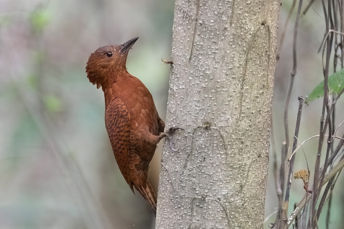 Rufous Woodpecker - ML617981339