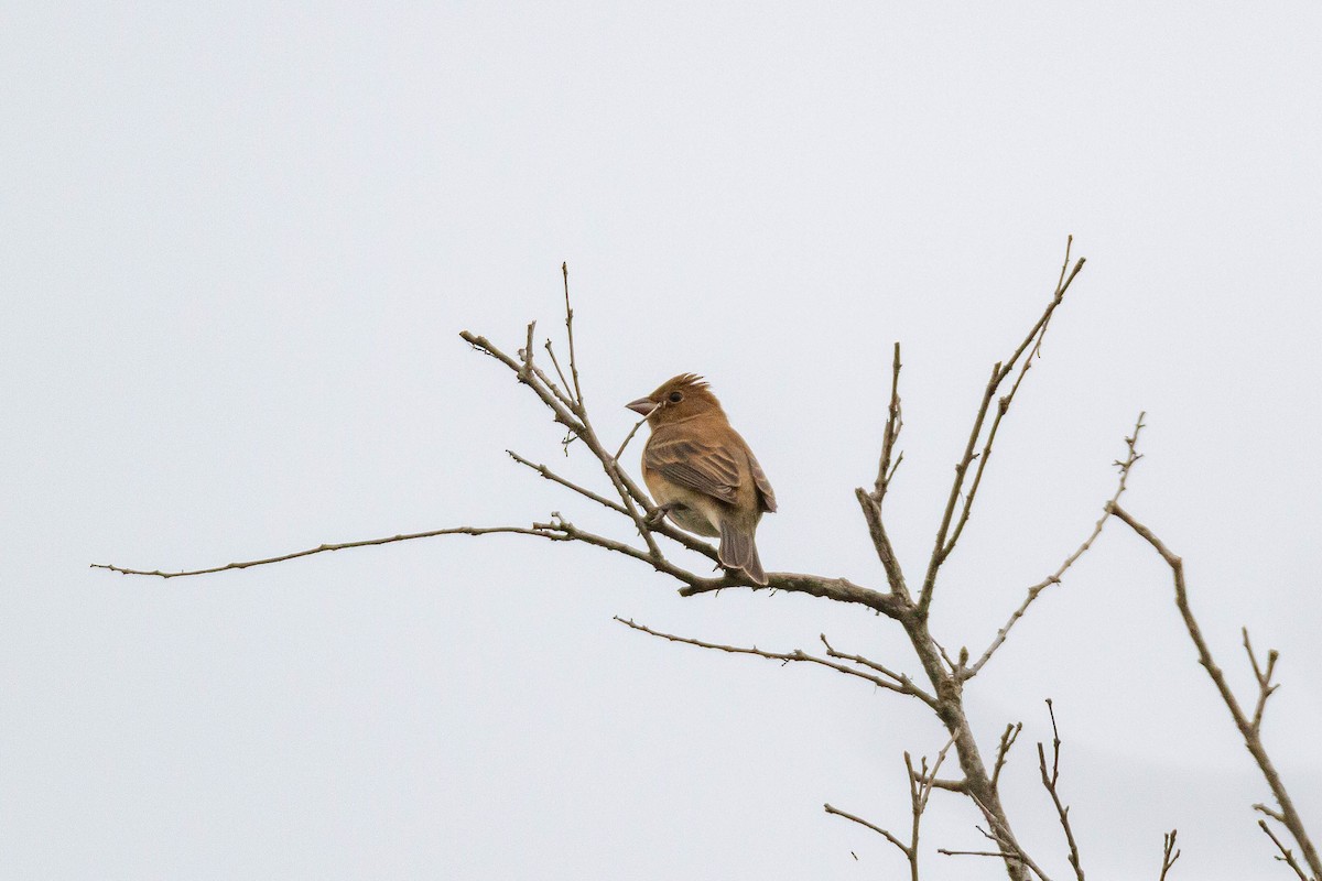 Indigo Bunting - Terry Woodward