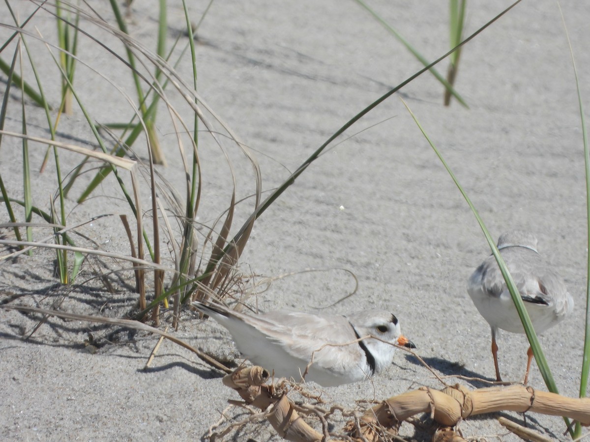 Piping Plover - jeffrey kramer