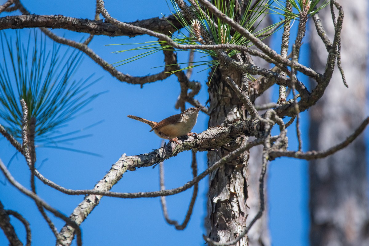 Carolina Wren - ML617981391