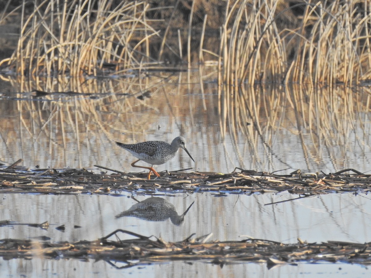 Greater Yellowlegs - Bruce White