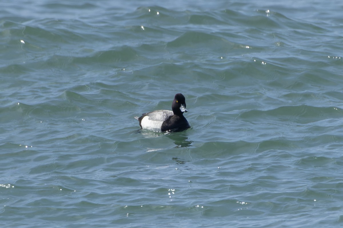 Lesser Scaup - Phil Thompson