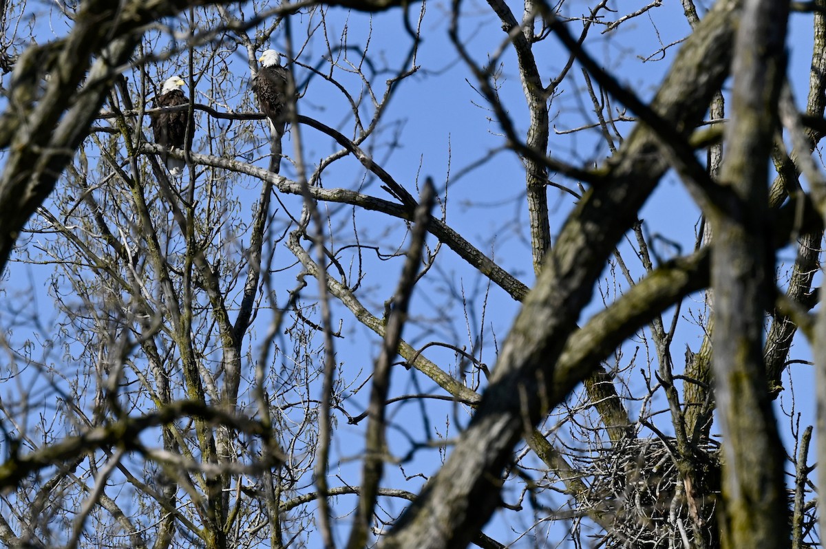 Bald Eagle - ML617981432