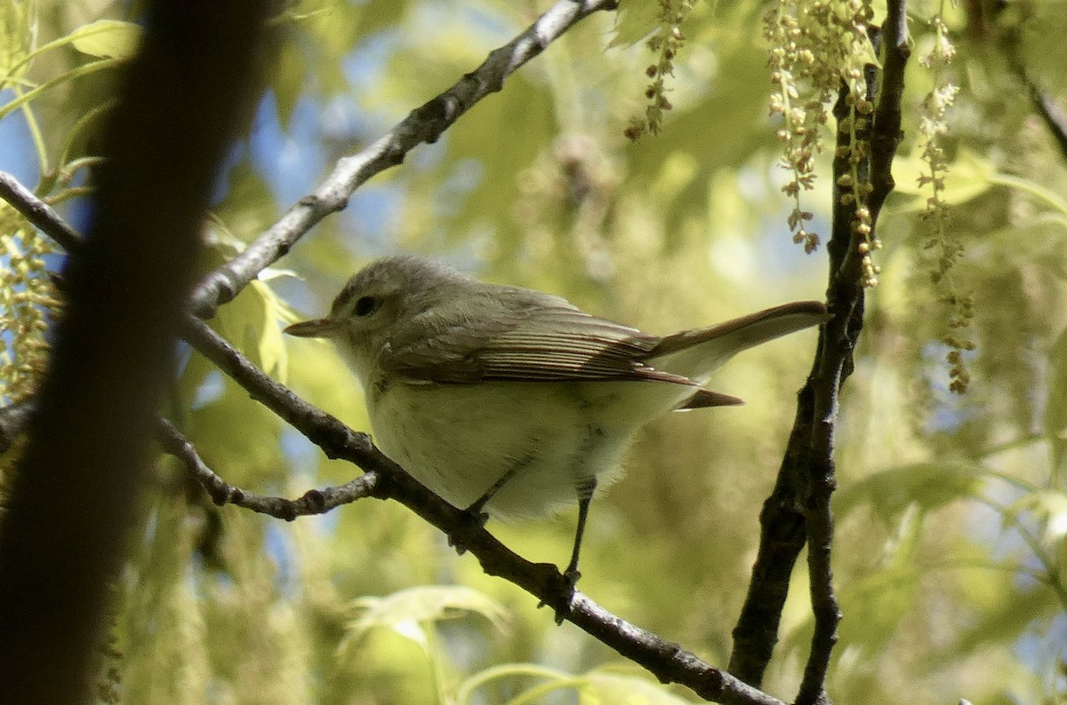 Warbling Vireo - ML617981437