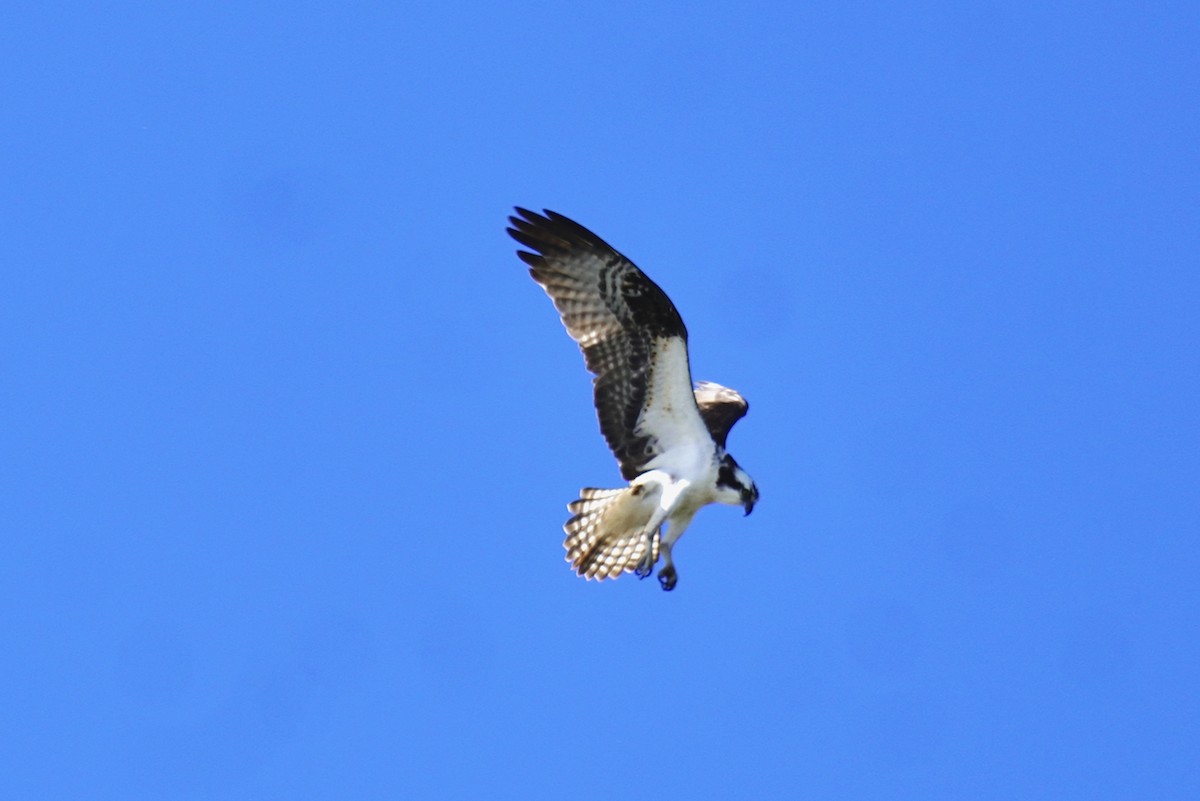 Balbuzard pêcheur - ML617981471