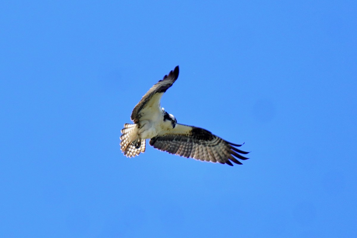 Balbuzard pêcheur - ML617981472