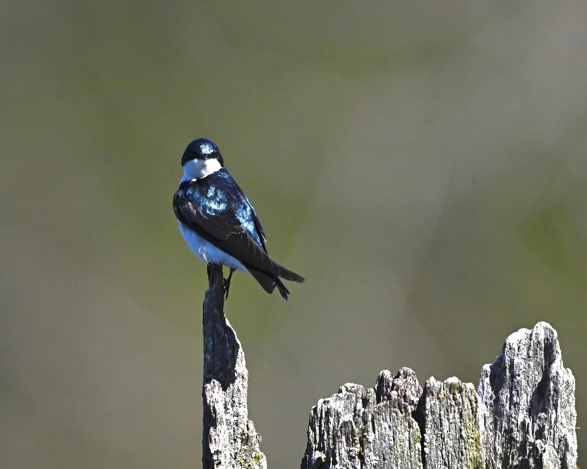 Tree Swallow - ML617981473