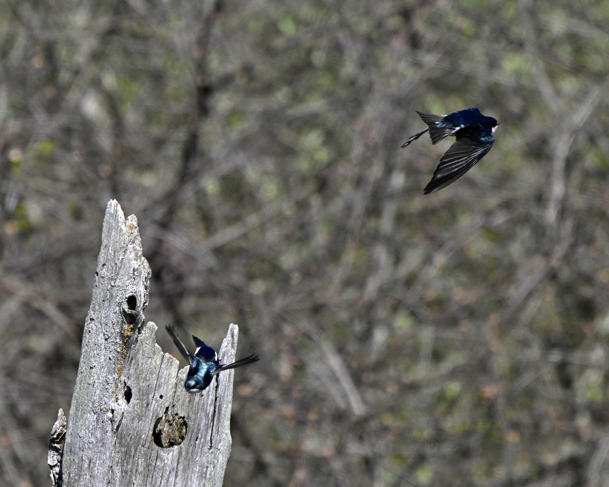 Tree Swallow - ML617981475