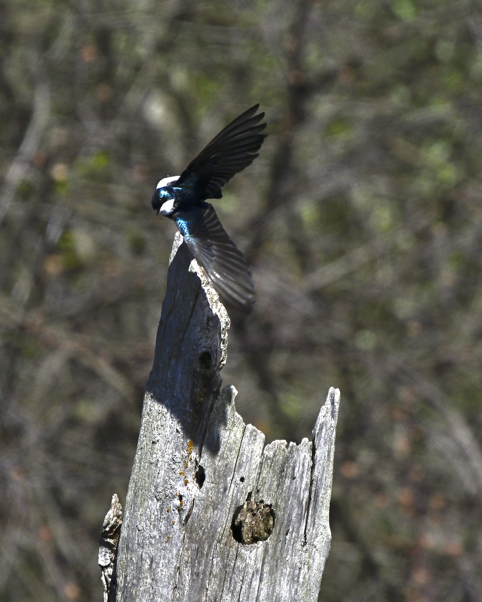 Tree Swallow - ML617981476