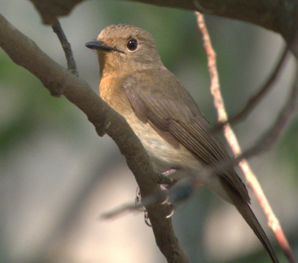 Blue-throated Flycatcher - Indrajit Poirah