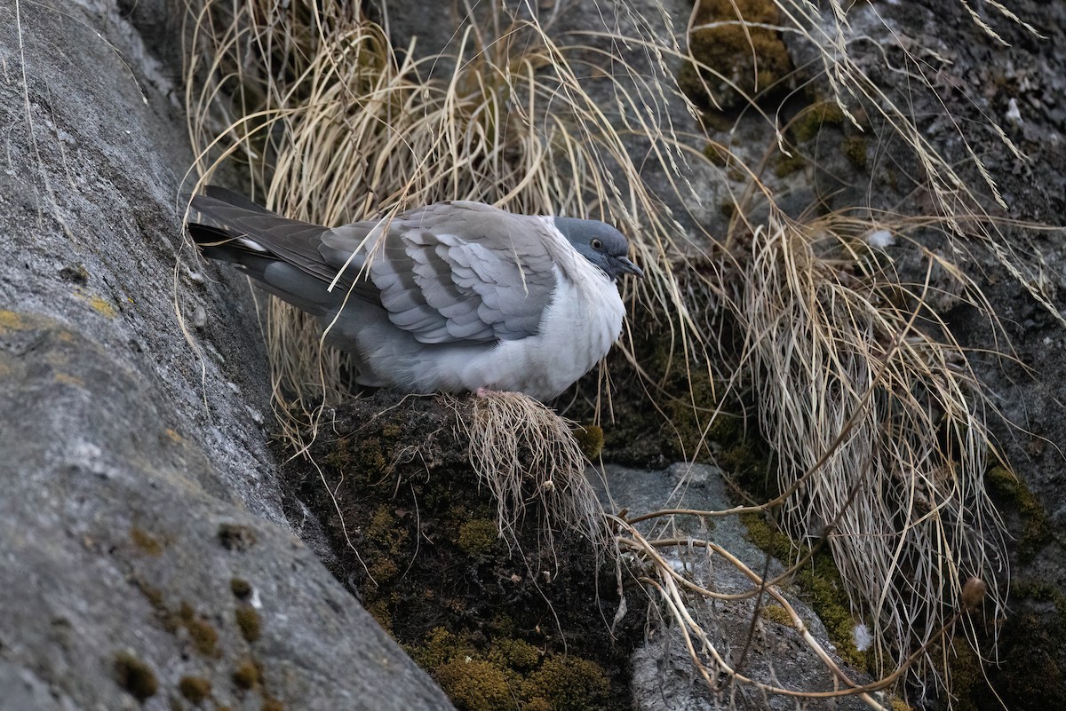 Snow Pigeon - Chris Venetz | Ornis Birding Expeditions