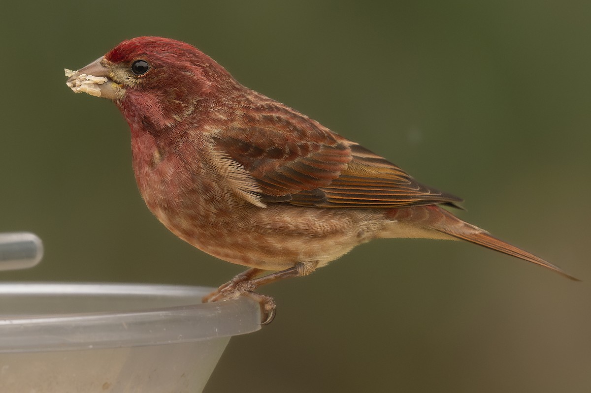 Purple Finch - ML617981513