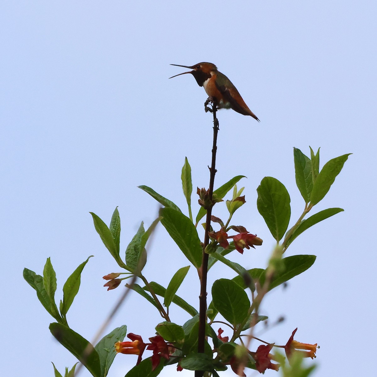 chaparralkolibri - ML617981524