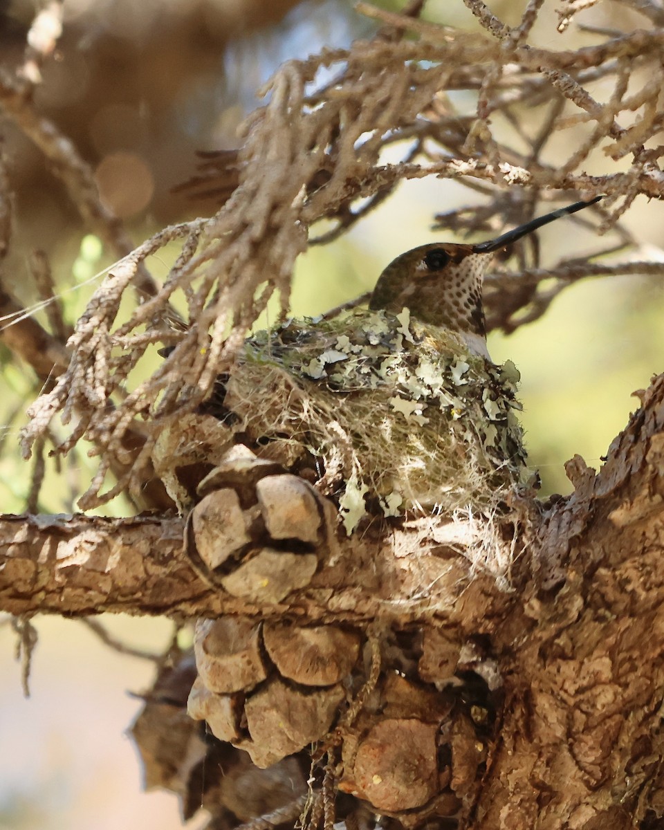 chaparralkolibri - ML617981525