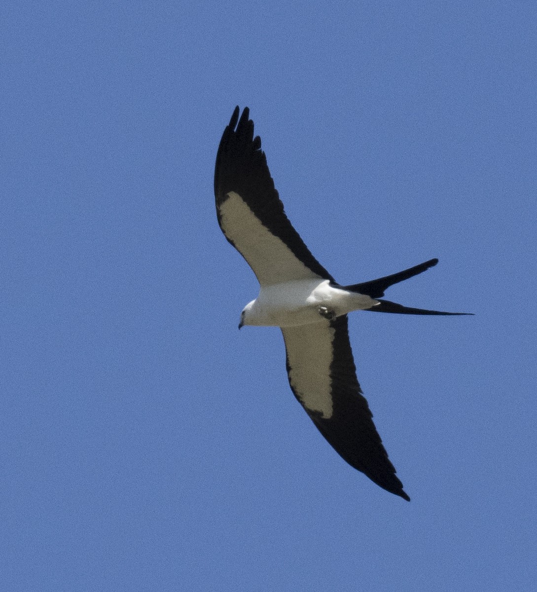 Swallow-tailed Kite - Lawrence Gladsden
