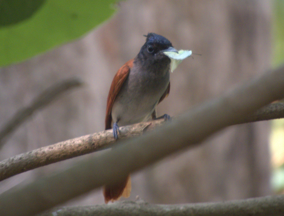 Indian Paradise-Flycatcher - ML617981556