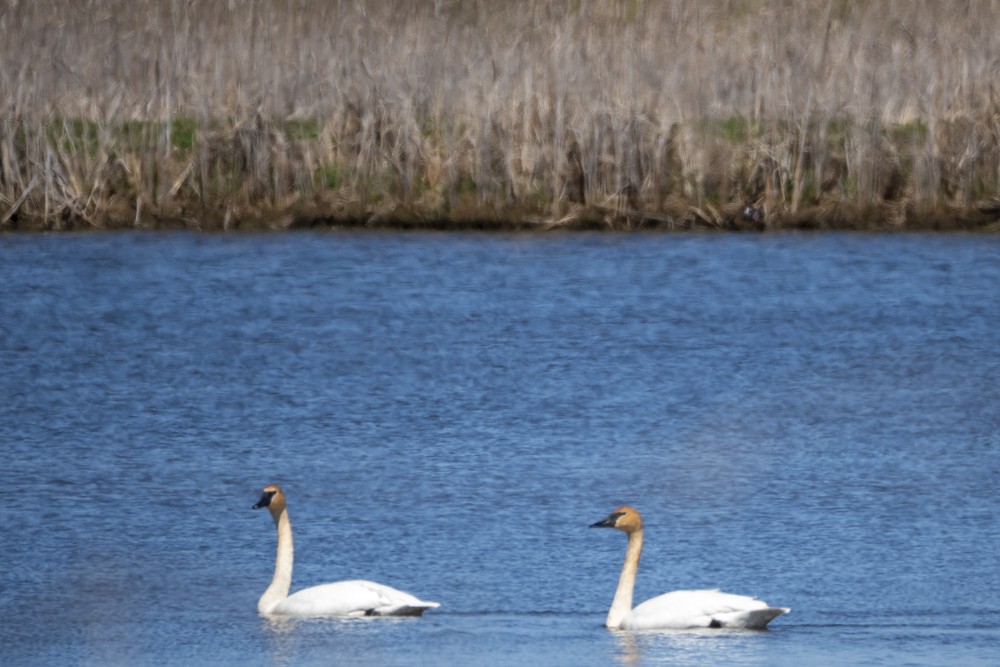 Trumpeter Swan - Rosie Lynn