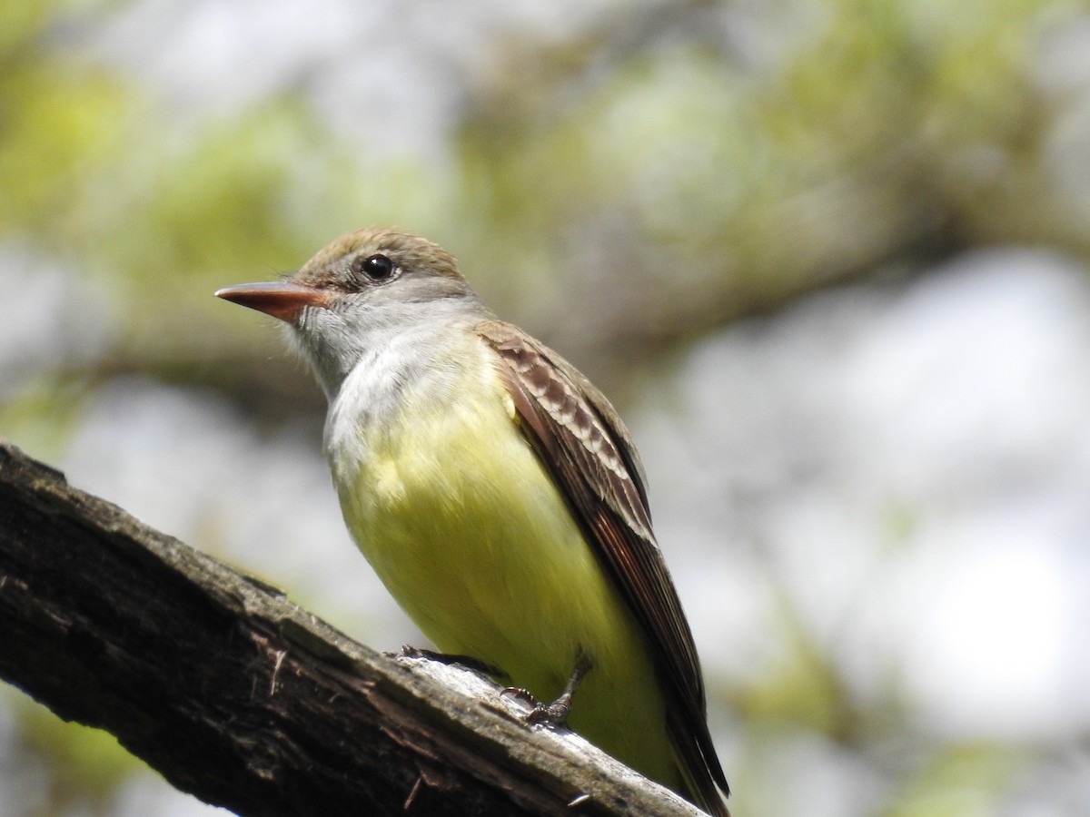 Great Crested Flycatcher - ML617981773