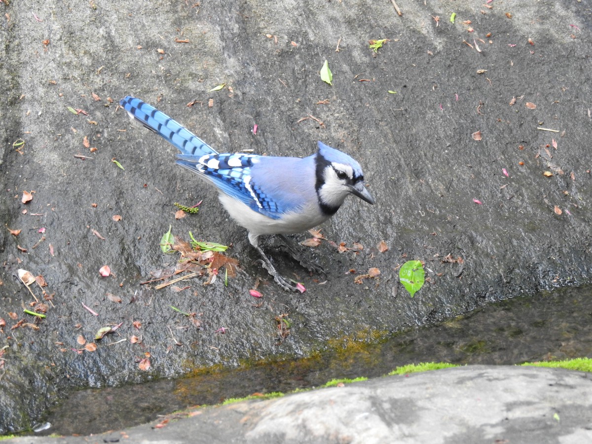 Blue Jay - ML617981780