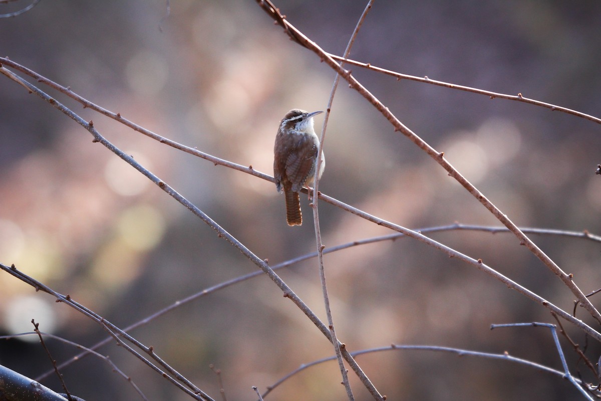 Carolina Wren - ML617981836