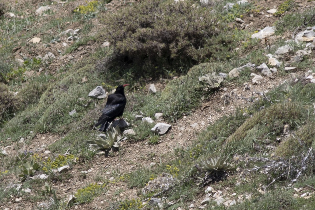 Red-billed Chough - Ümit Sevim