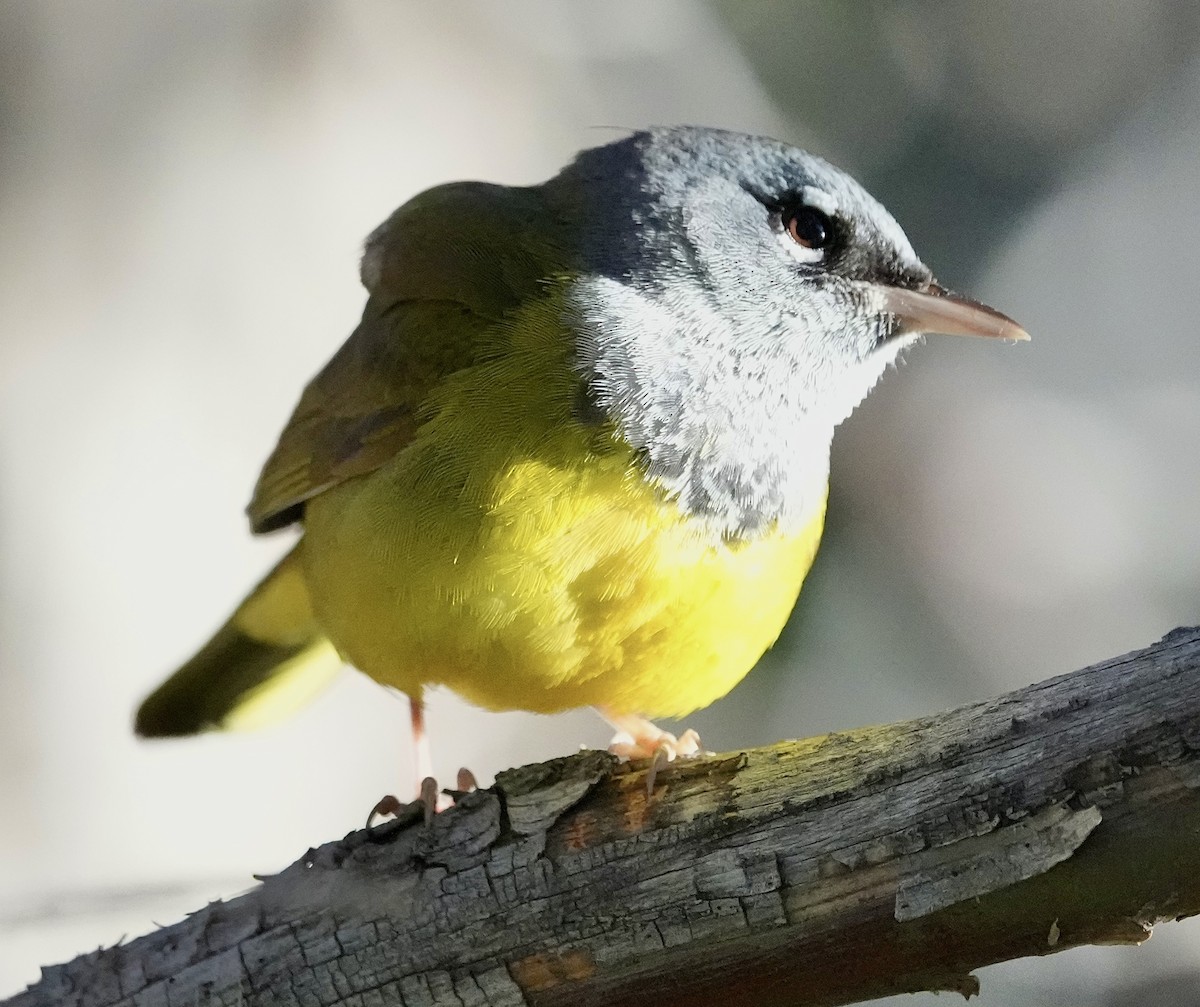 MacGillivray's Warbler - Courtney Rella