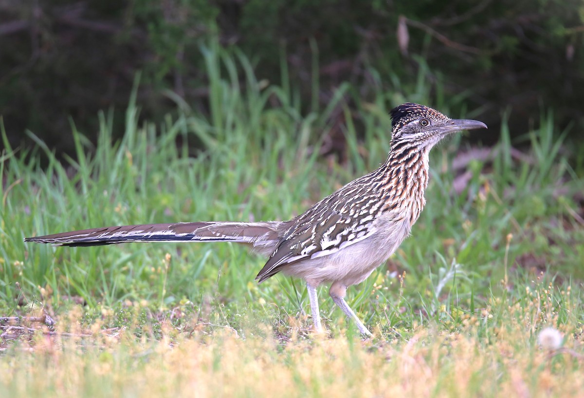 Greater Roadrunner - ML617981890