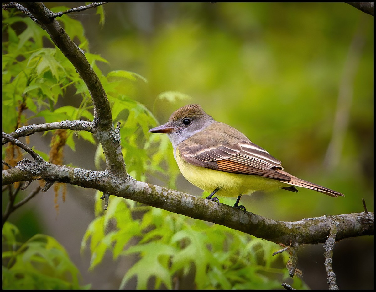 Great Crested Flycatcher - Jim Emery