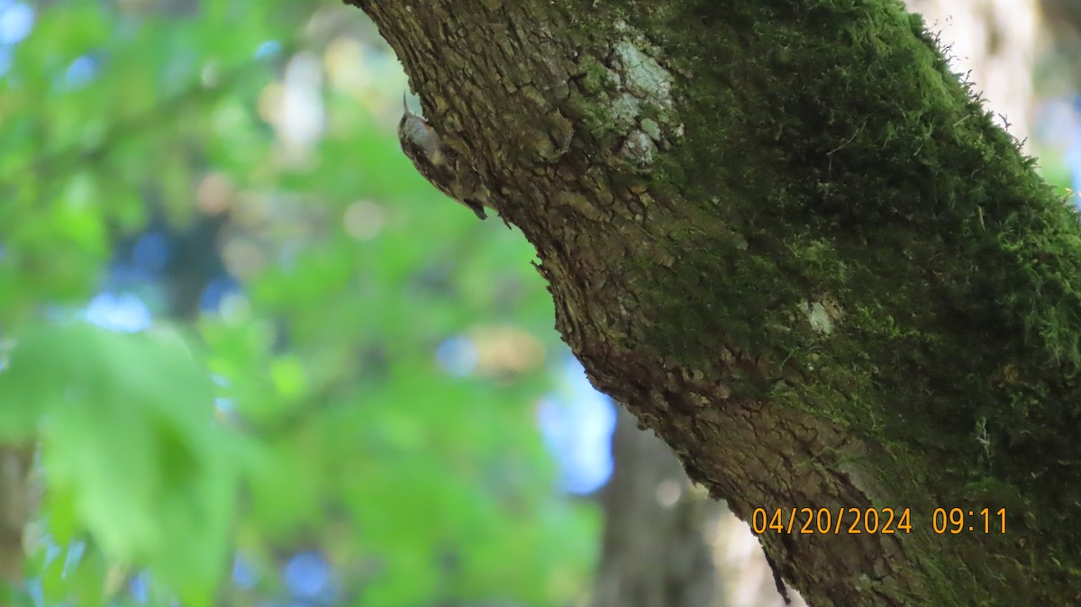 Brown Creeper - Zehava Purim-Adimor