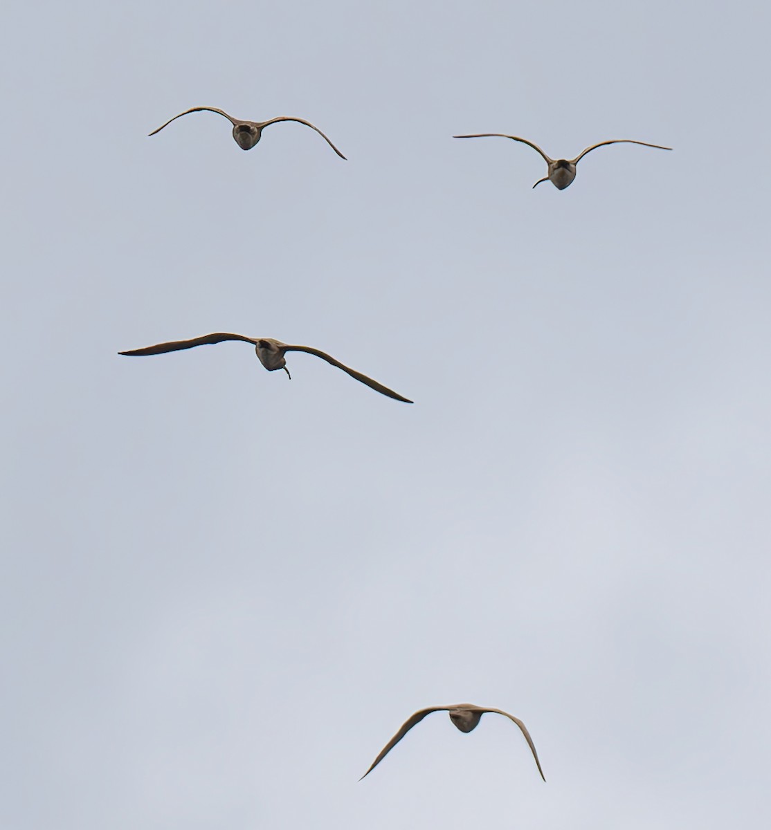 Long-billed Curlew - ML617981932