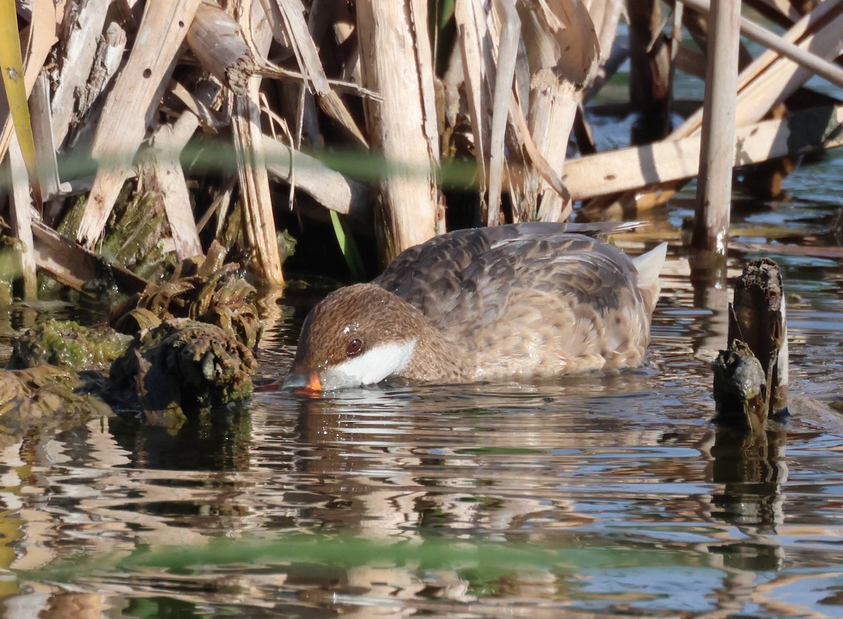 White-cheeked Pintail - ML617981946