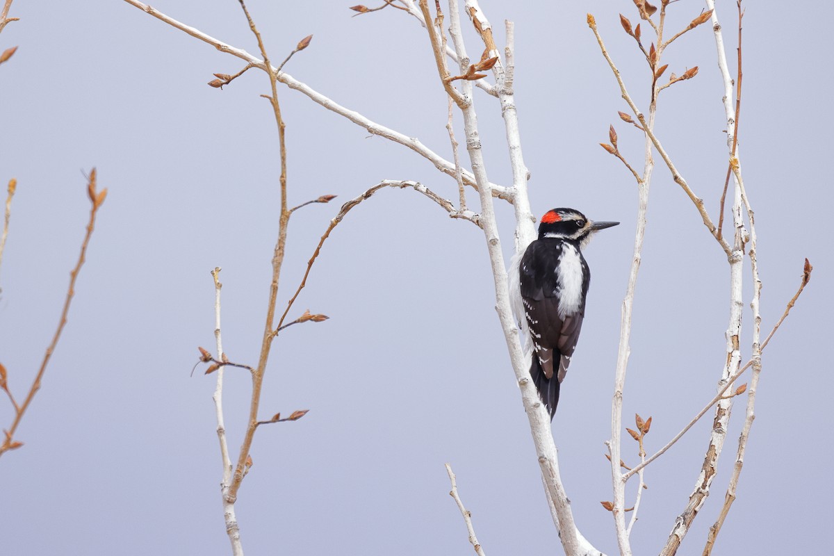 Hairy Woodpecker - Tory Mathis