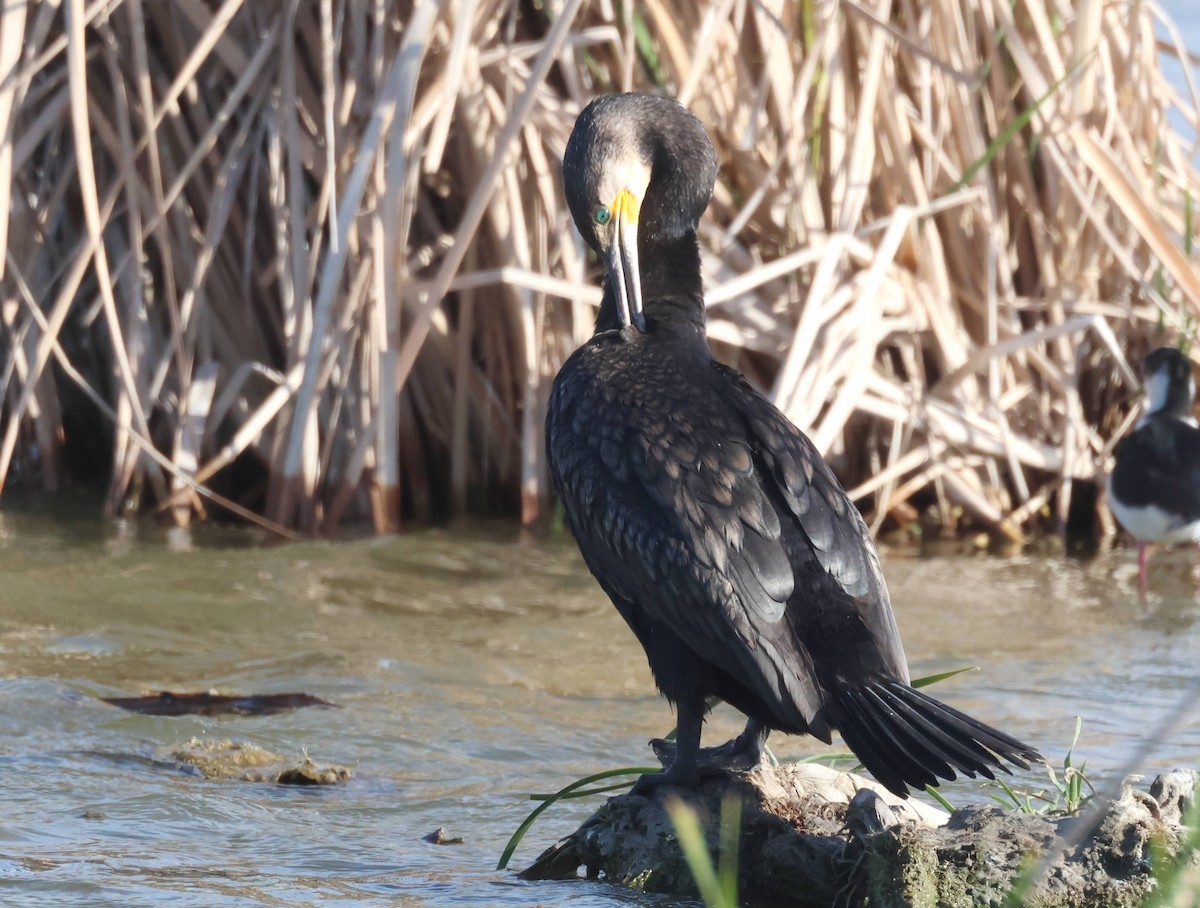 Great Cormorant - ML617981956