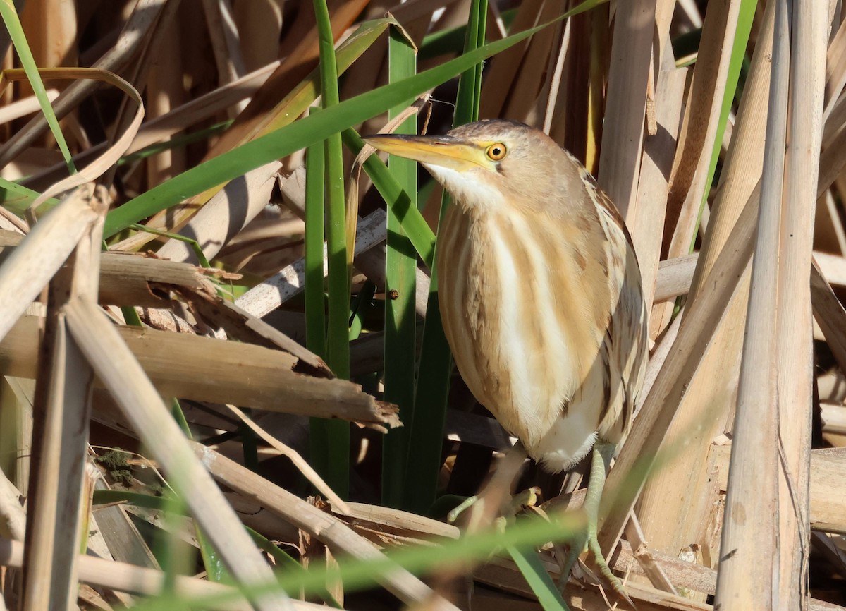 Little Bittern - ML617981960