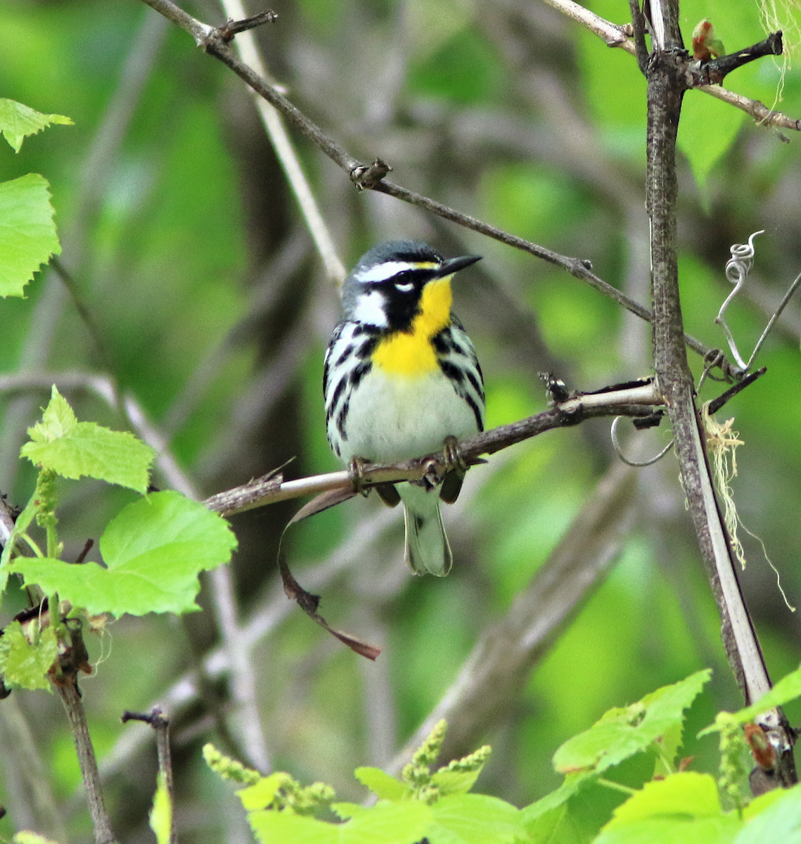 Paruline à gorge jaune - ML617981982