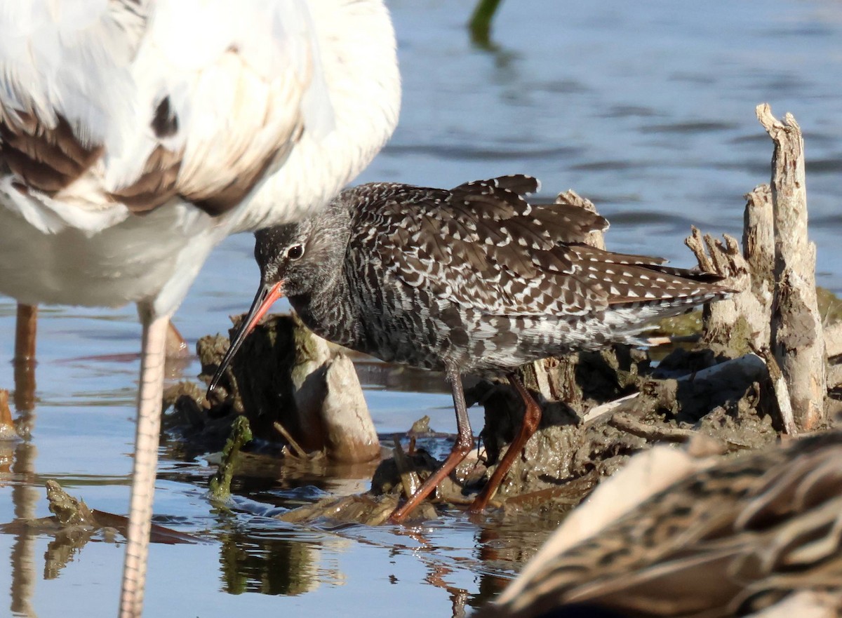 Spotted Redshank - ML617981991