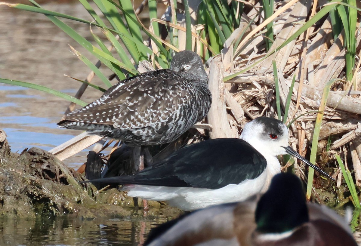 Spotted Redshank - ML617981994