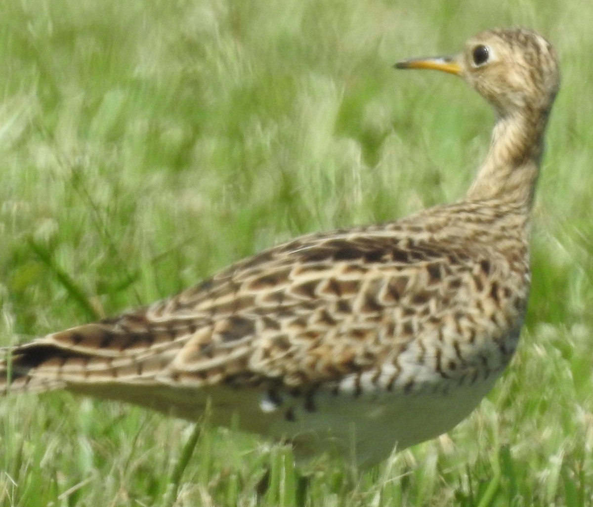 Upland Sandpiper - ML617981998