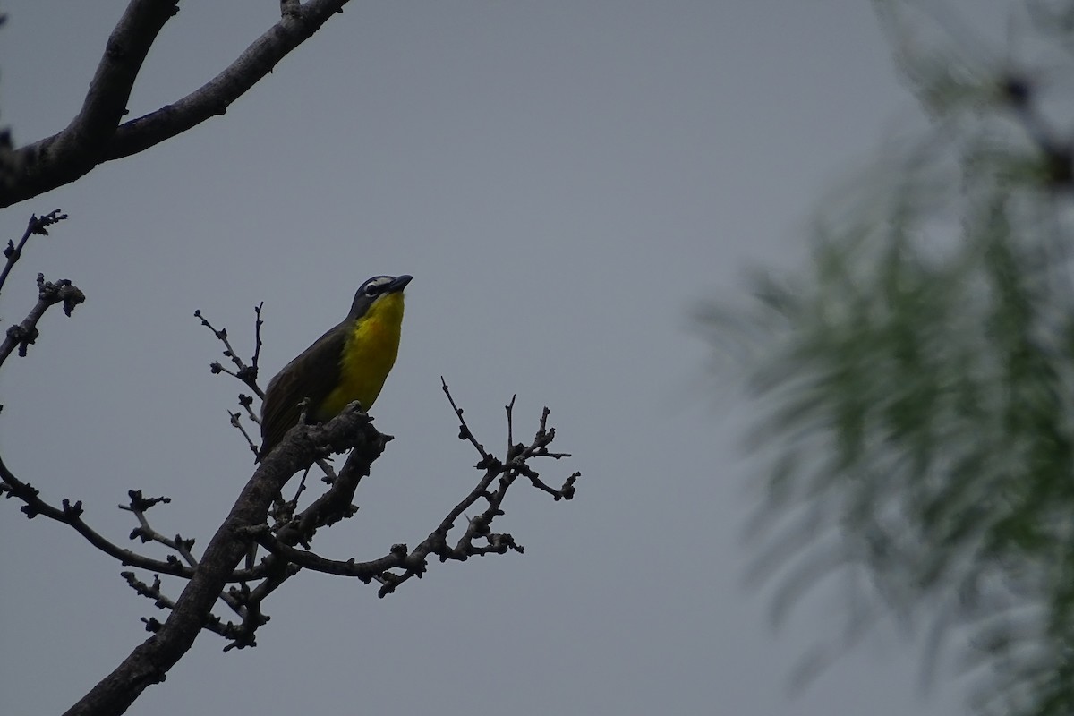 Yellow-breasted Chat - ML617982005