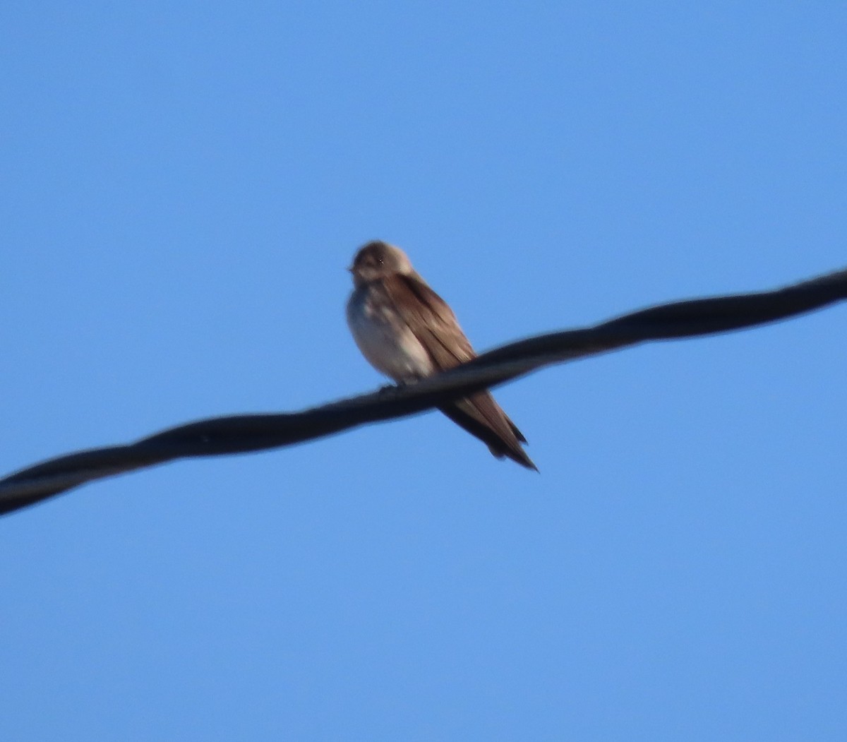 Golondrina Aserrada - ML617982031