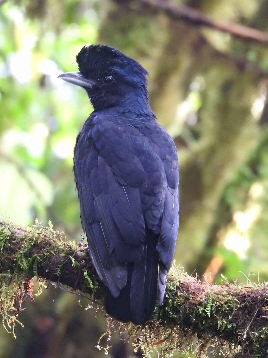 Long-wattled Umbrellabird - Justin Harris