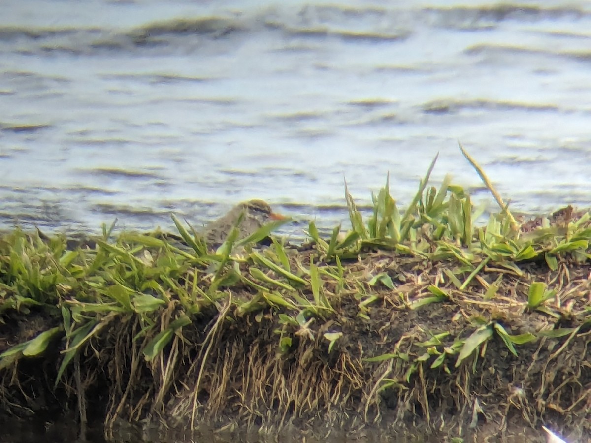 Spotted Sandpiper - ML617982057