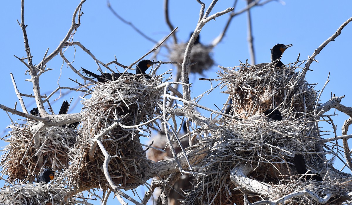 Double-crested Cormorant - ML617982100