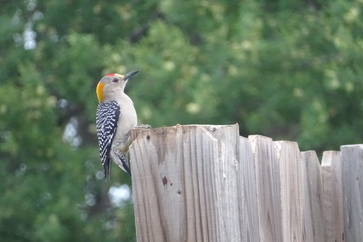 Golden-fronted Woodpecker - ML617982104