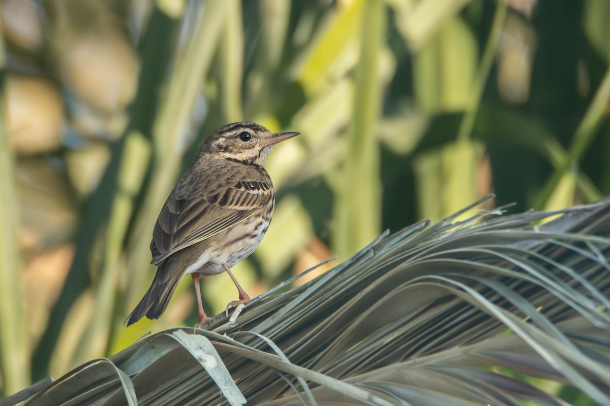 Pipit à dos olive - ML617982113